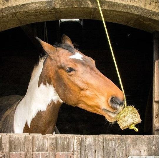 Silvermoor Swingers - SHOP HORSE